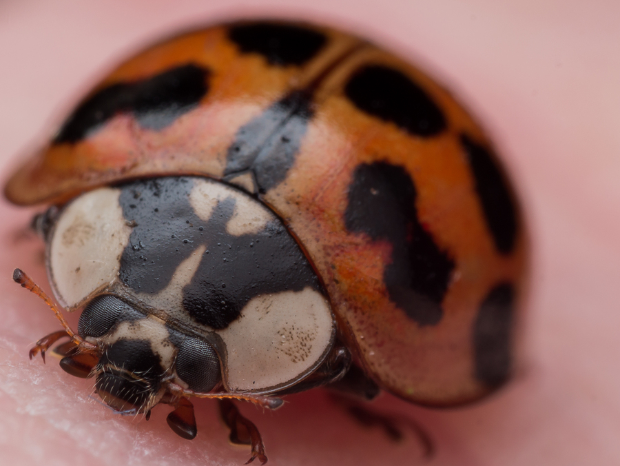 Difference Between Ladybugs And Asian Beetles 100