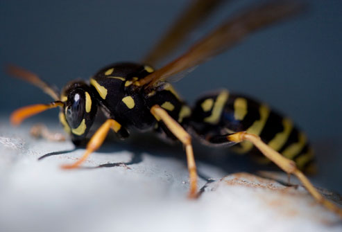 Bee and Wasp Stings Symptoms - eMedicineHealth