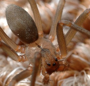 Brown Recluse Spider