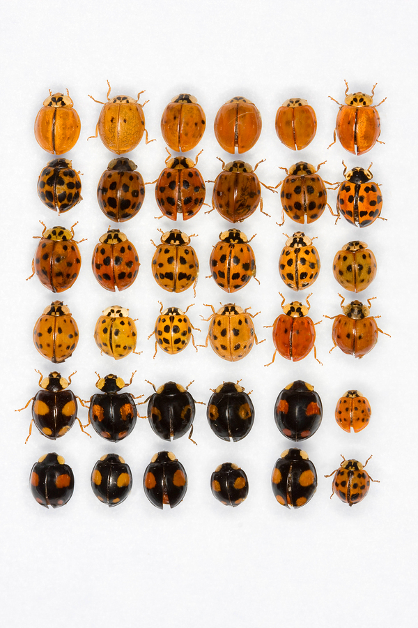  Learn to Tell the Difference Between Ladybugs and Asian Lady Beetles
