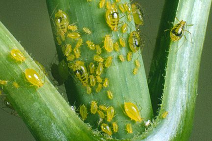 Aphids