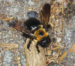 carpenter-bee1