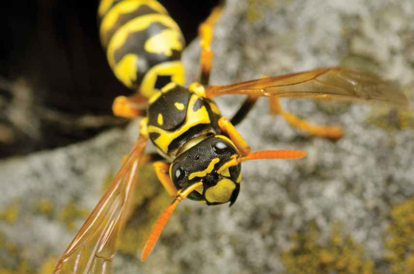 paper-wasp