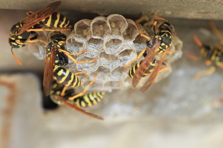 Why Wasps Are Attracted to Your Home