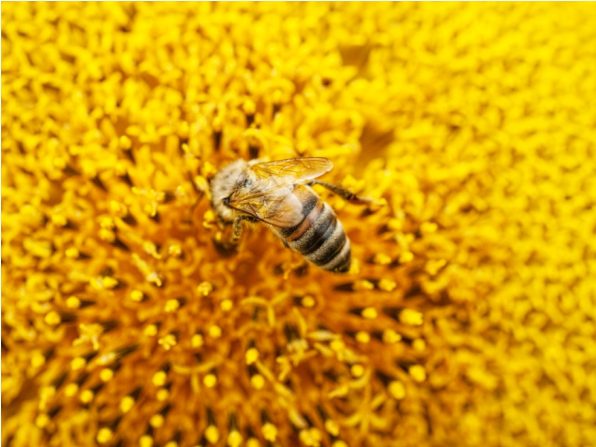 bee on sunflower