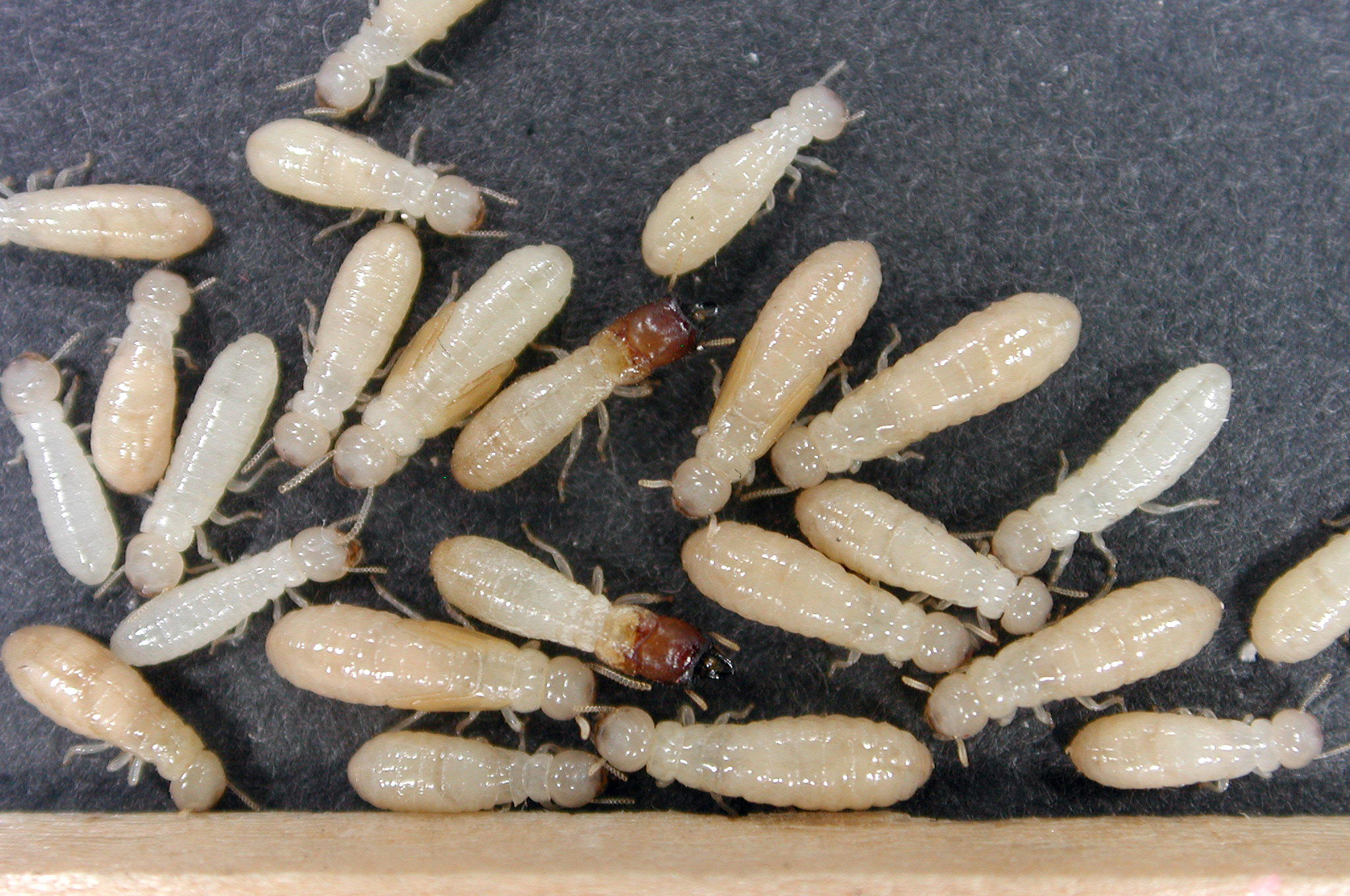 what-types-of-termites-live-in-alabama