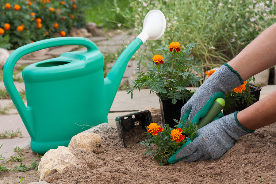 Female Florist Planting Marigold Flowers From A Garden Tools In Her Hand In Garden In Spring Season. Planting Flowers.
