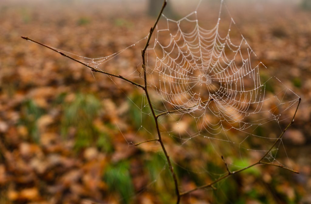 Why There Are More Spiders in the Fall What You Need to Know