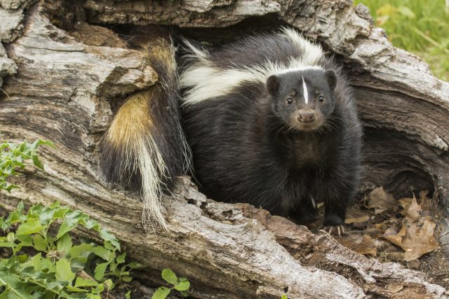 Why Do Skunks Stink? The Science Behind a Skunk’s Stink