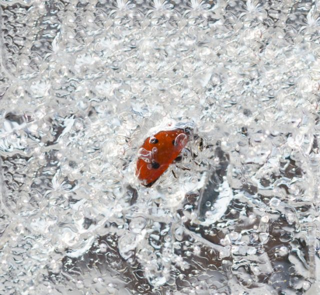 Insects & Winter | What Happens to Bugs in Winter Months