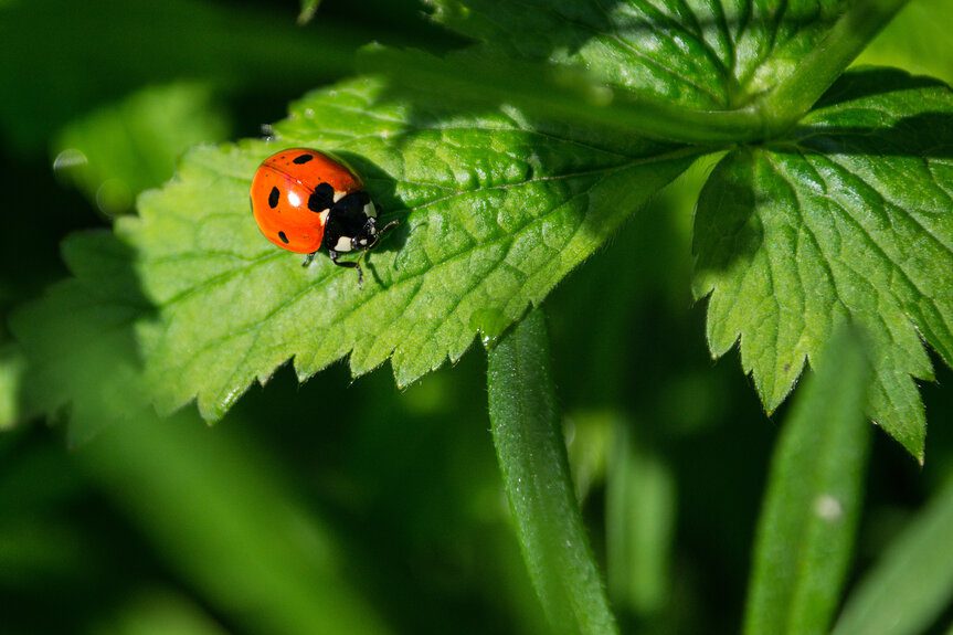 Ladybugs Good Luck Or Just Plain Good For Your Garden 