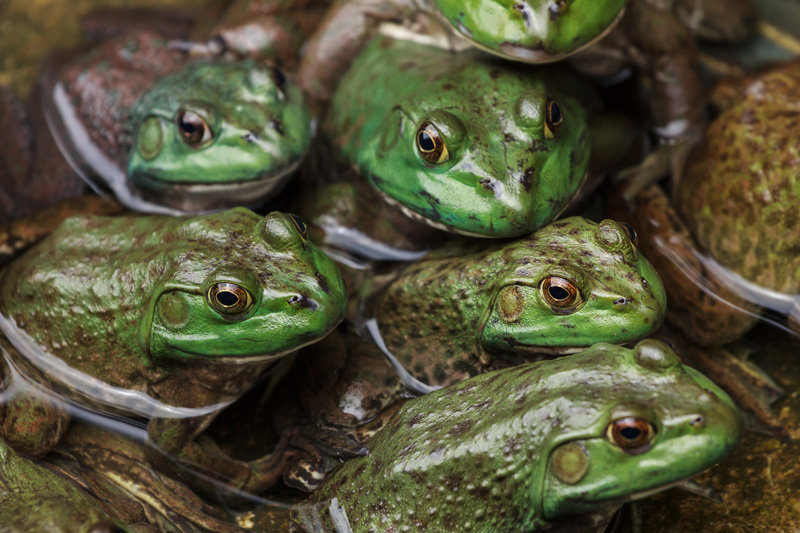 green frogs sitting together in water