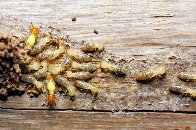 close up of termites eating wood