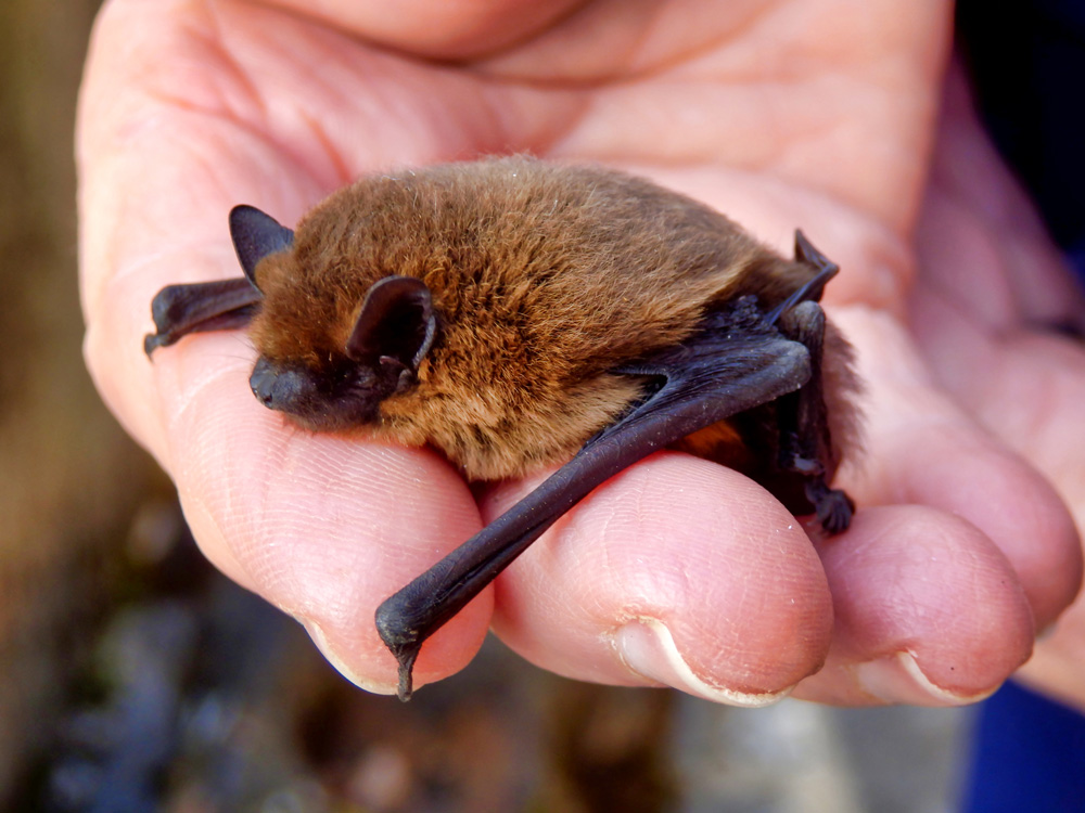 a common brown bat being held in a hand