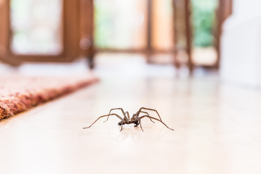 spider crawling on floor inside house