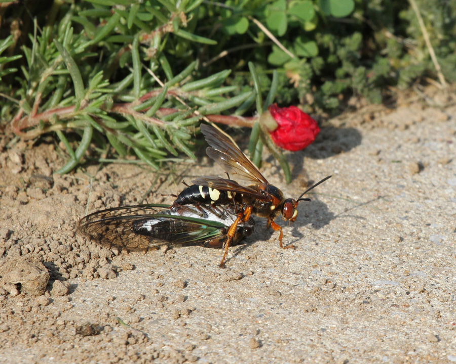 a wasp killing a cicada on the ground