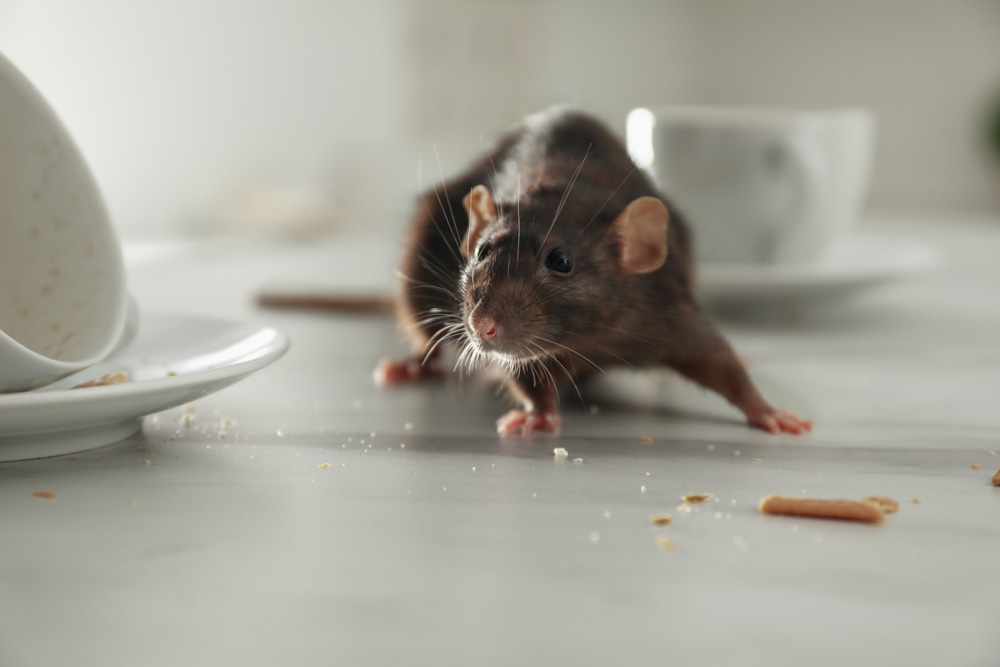 mouse sitting on messy countertop