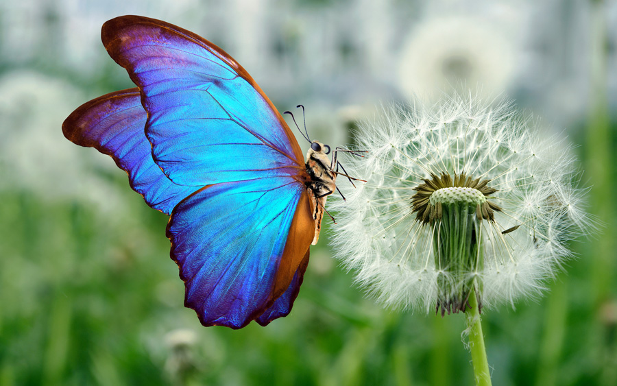 blue and pink butterfly sitting on a dandelion
