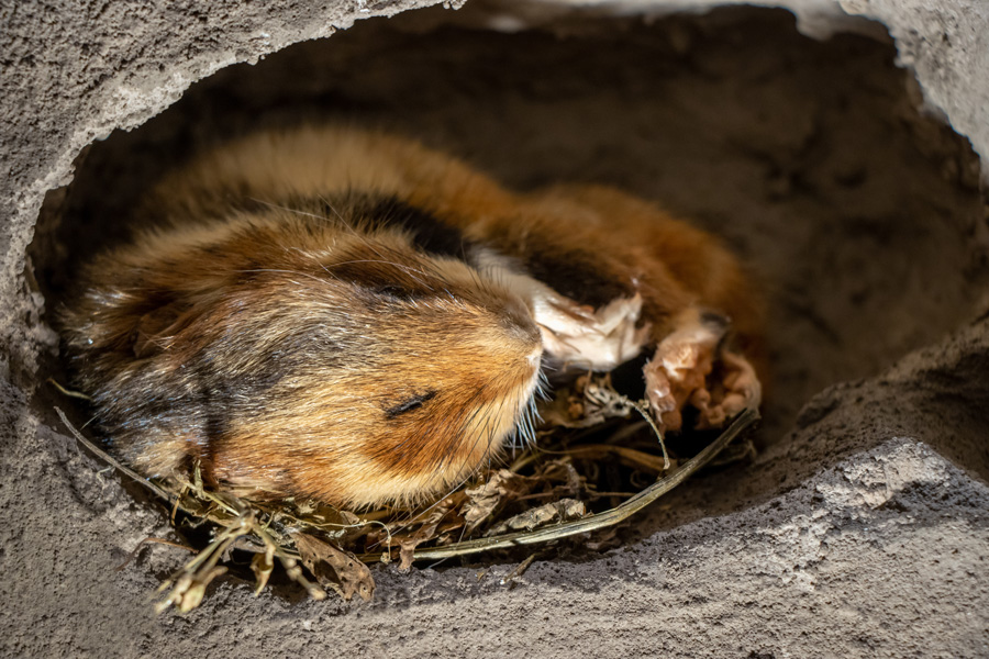 mouse hibernating in burrow