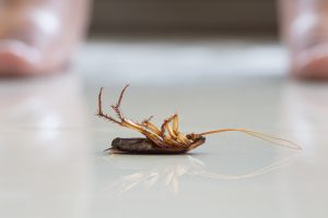 Pest Experts Answer: Why Do Bugs Die on Their Backs?