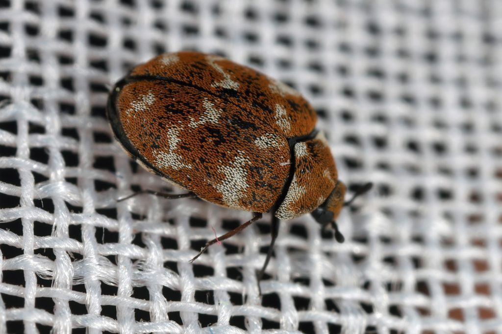 Varied carpet beetle at rest on a curtain in an apartment.