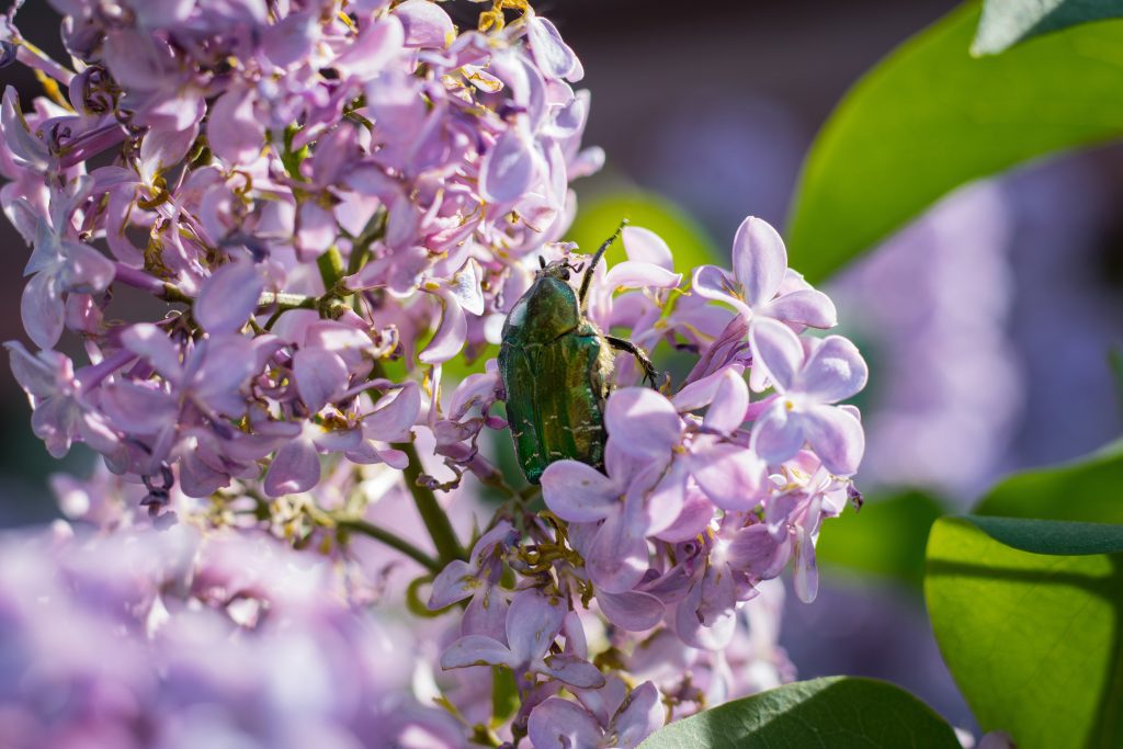 Close up of lilac flowers in the garden and green beetle