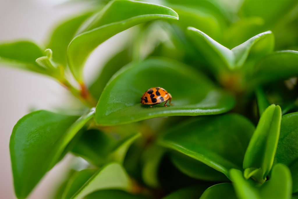 Closeup of lady bug on healthy green houseplant