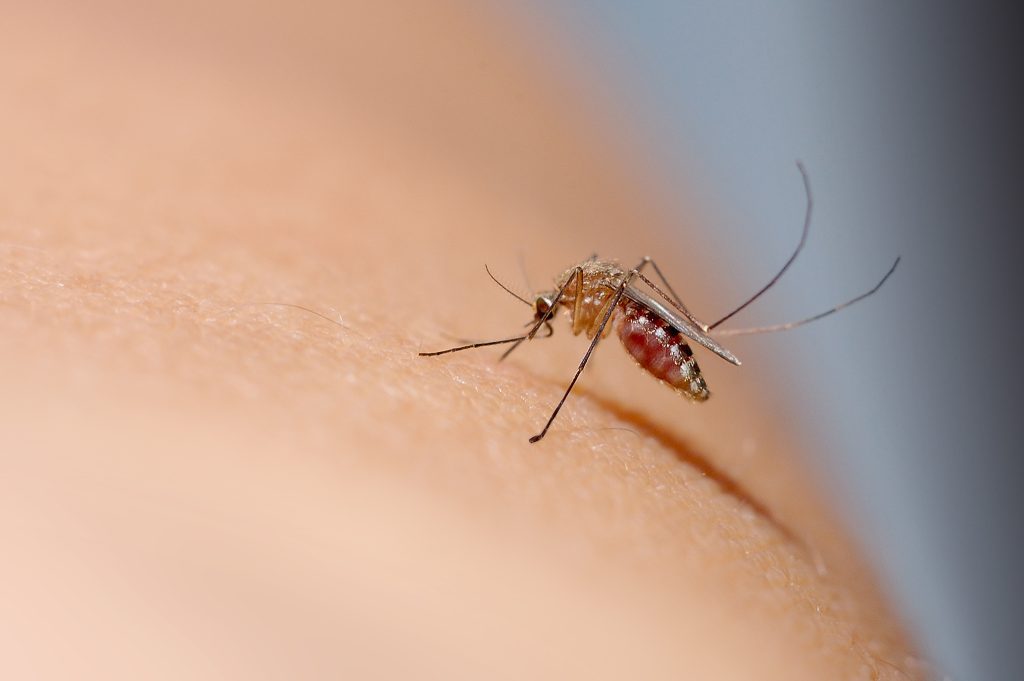 Close up of mosquito sucking blood from human skin