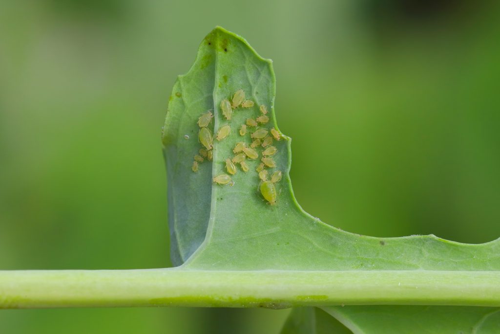 close up of group of green peach aphids on a plant