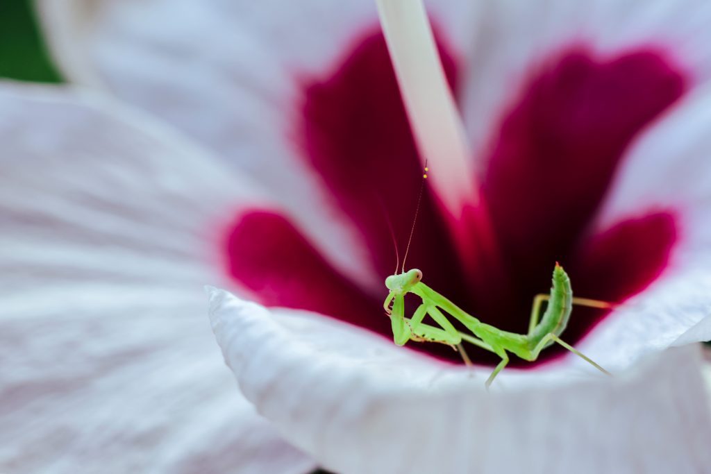 A bright green praying mantis on a white flower petal.