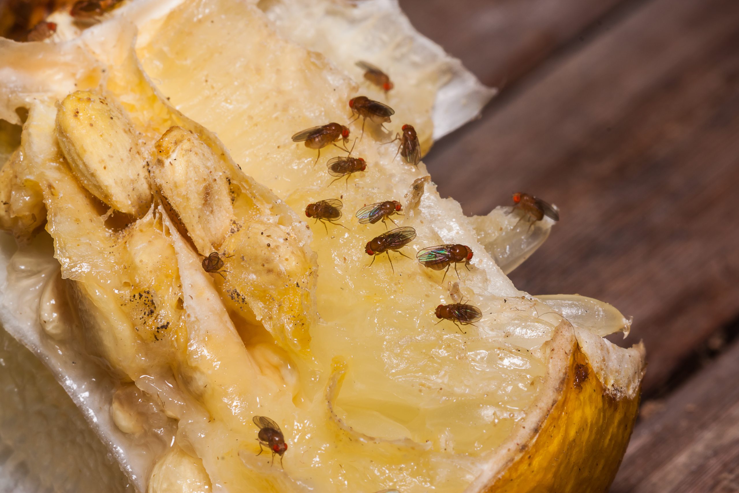 fruit fly on lemon
