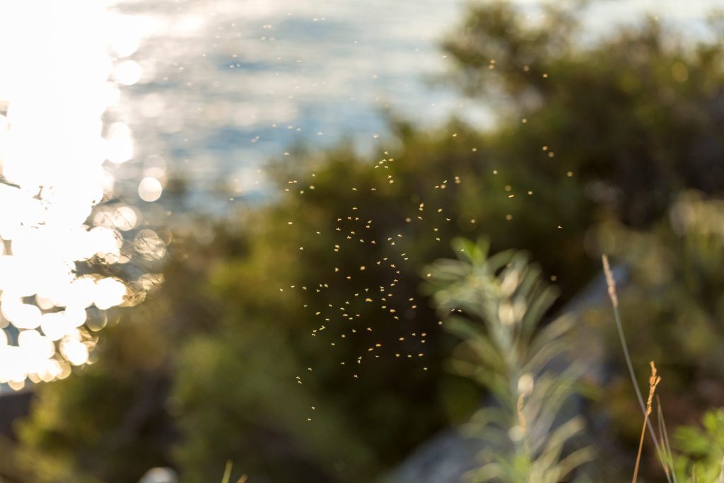 Group of buzzy gnats flying over lake Tahoe near a walking path
