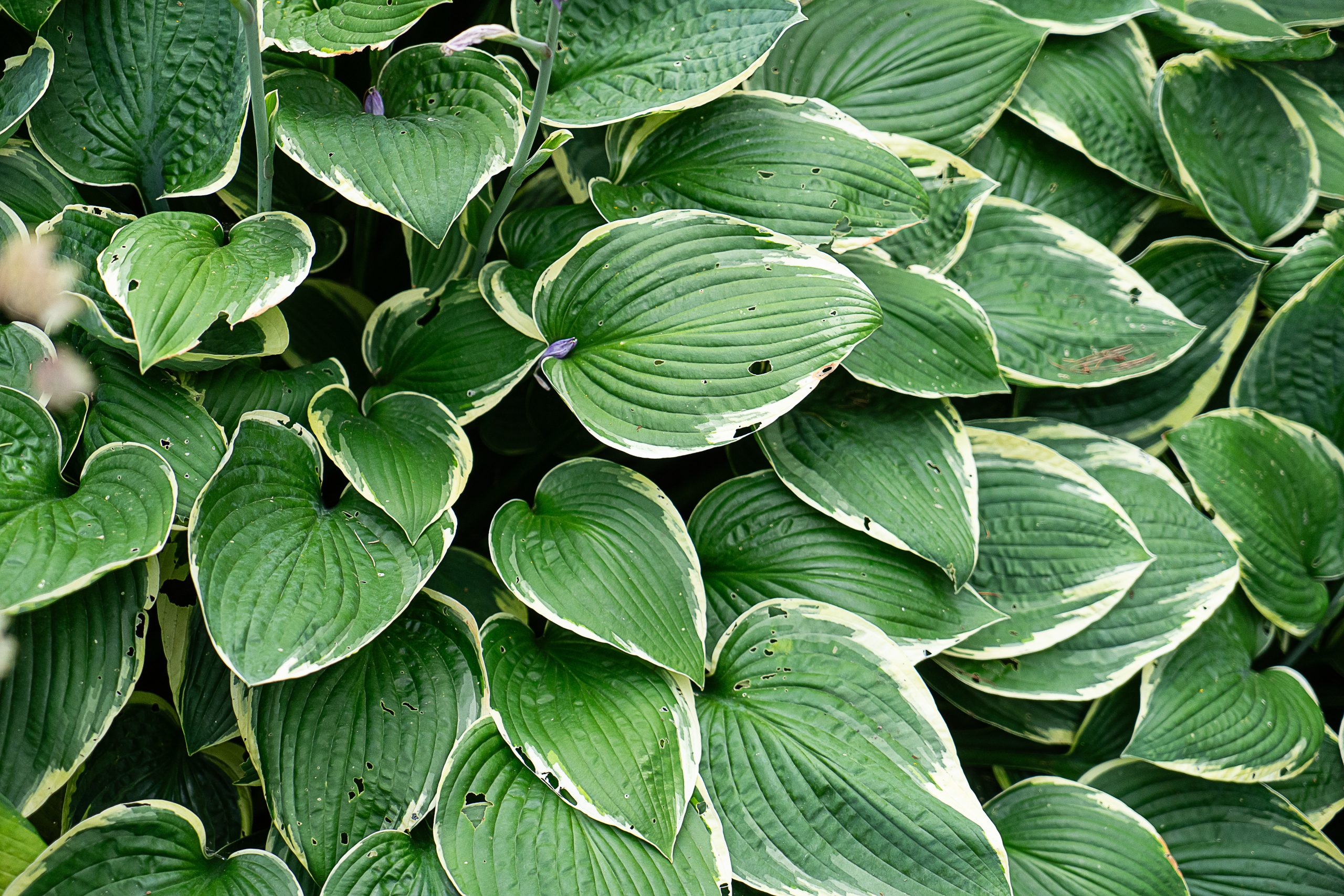 Leaves of a Hosta Victoria plant with damage from insects