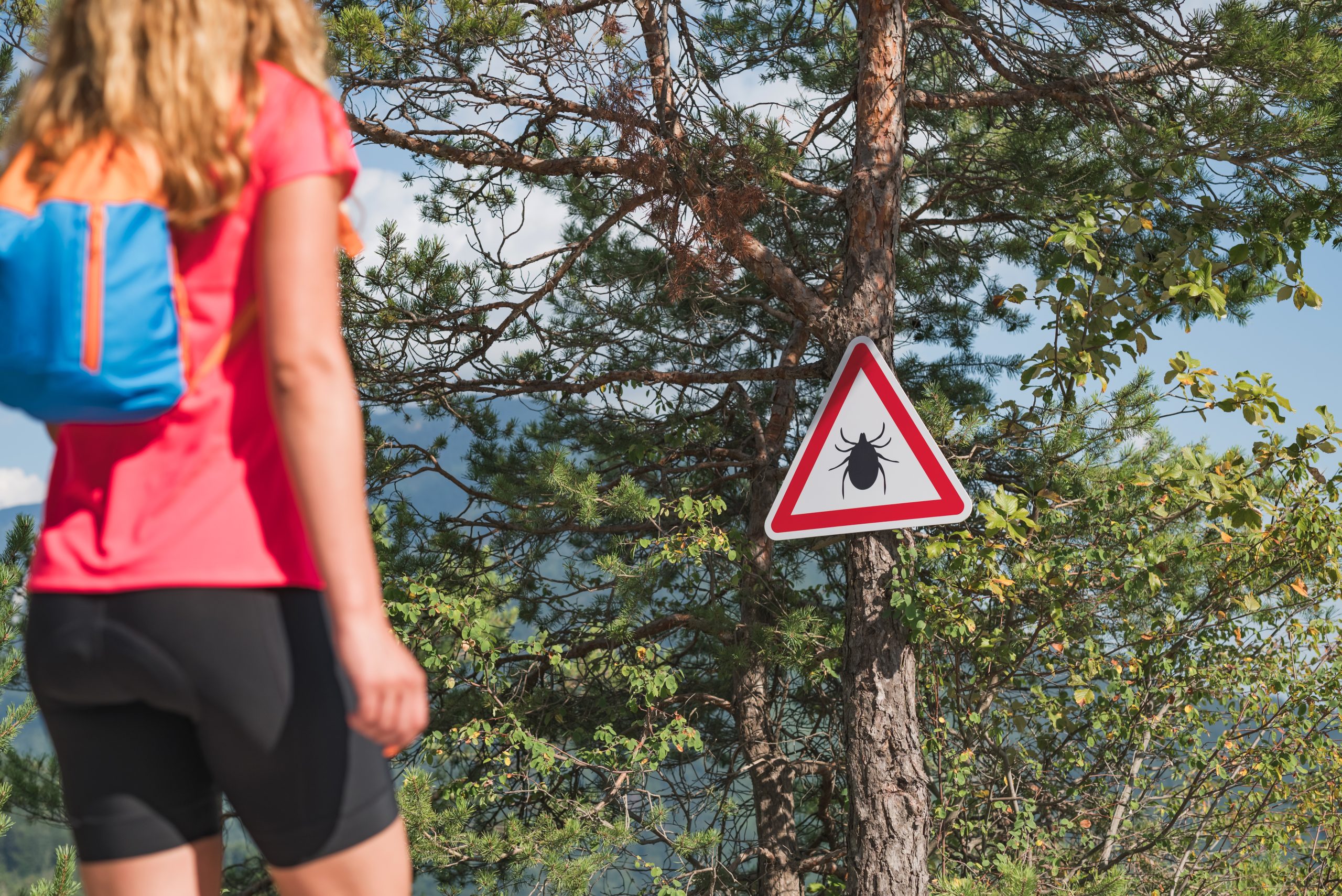 Woman hiker standing in front of the tree and looking at a warning sign, caution ticks in the forest.