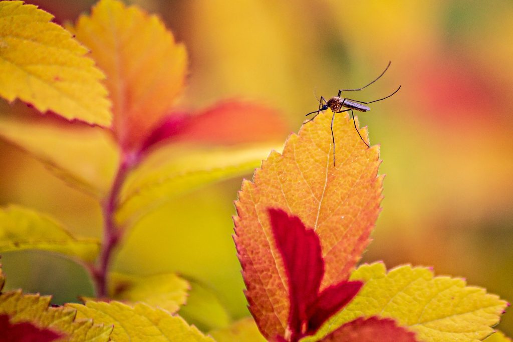red and yellow autumn leaves and mosquito