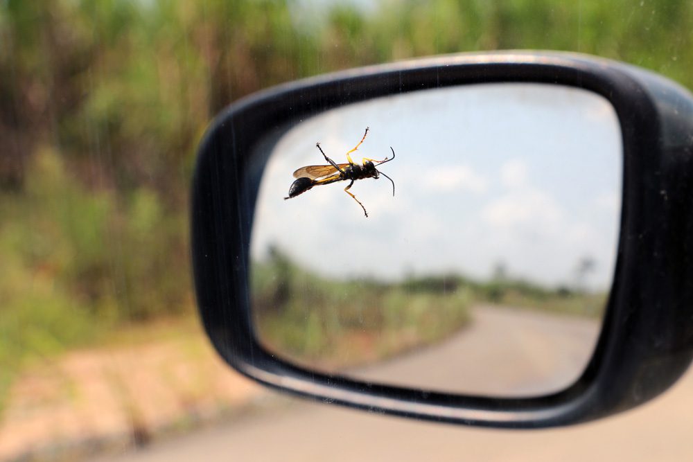 insect stuck to side mirror of a car