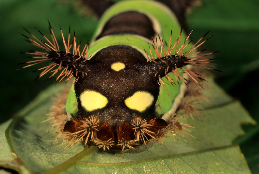 a Saddleback caterpillar on a leaf
