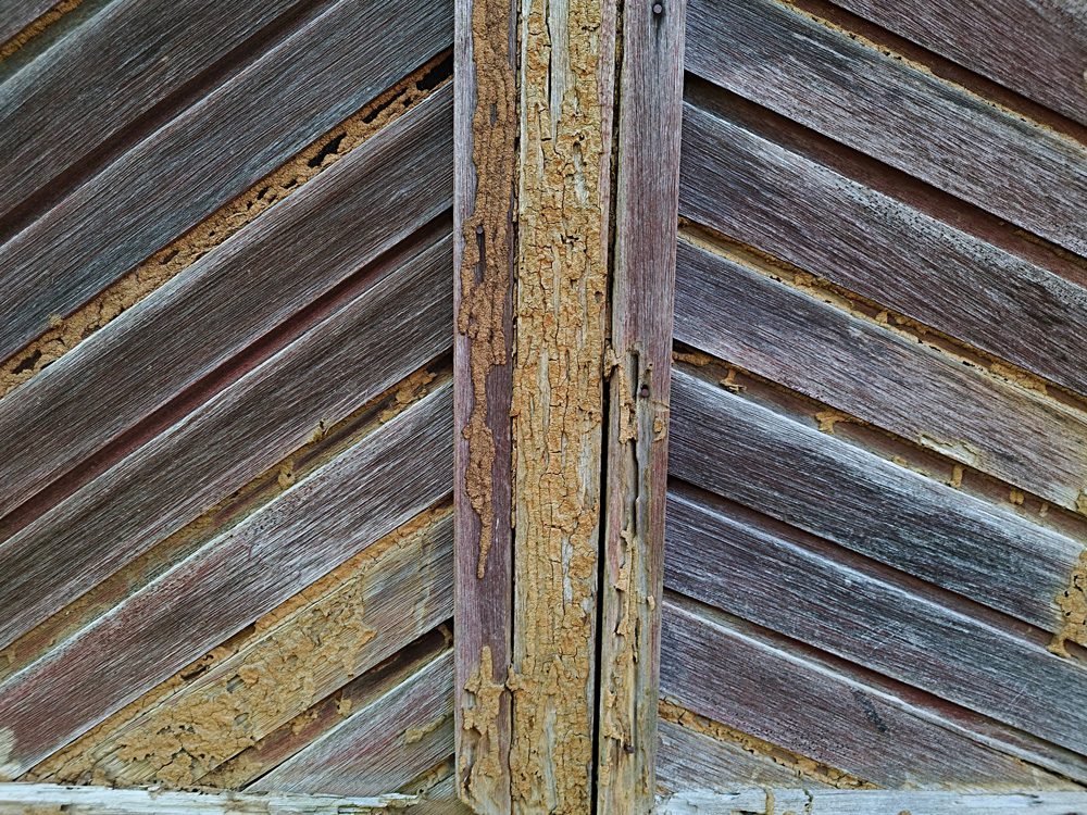The board walls of the house were damaged by termites due to poor maintenance.