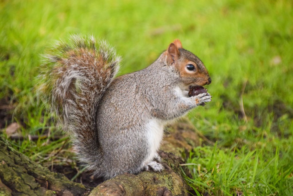 A cute grey squirrel, eating an acorn in a park