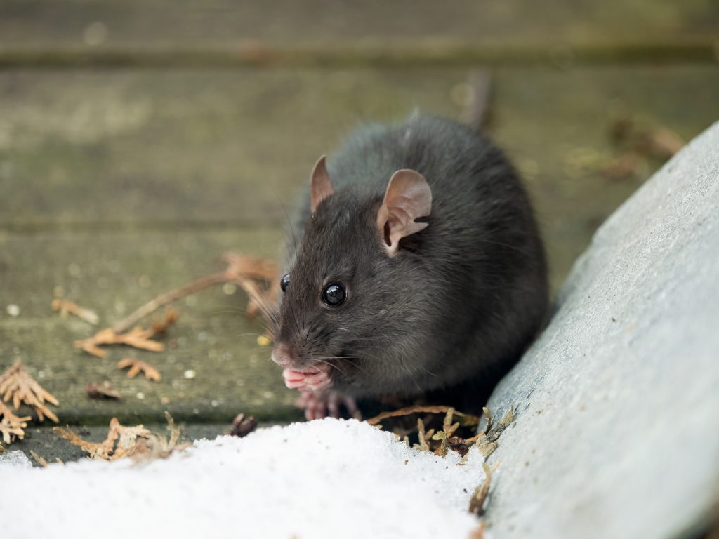 close-up of a wild black rat outdoors on a wooden deck, in the snow