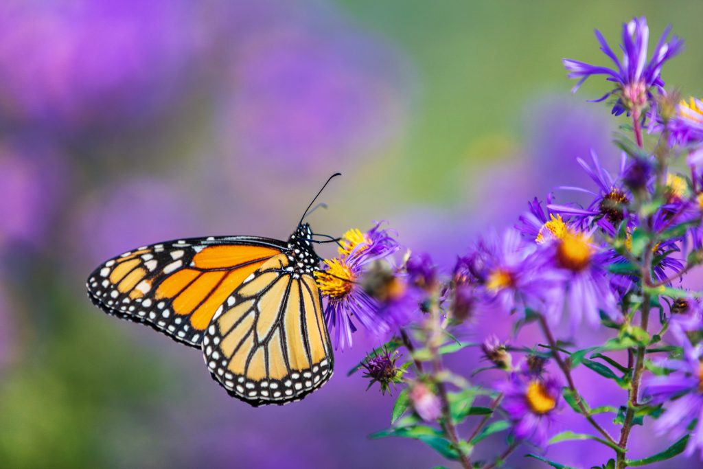 Monarch butterfly feeding on purple aster flower in summer floral background