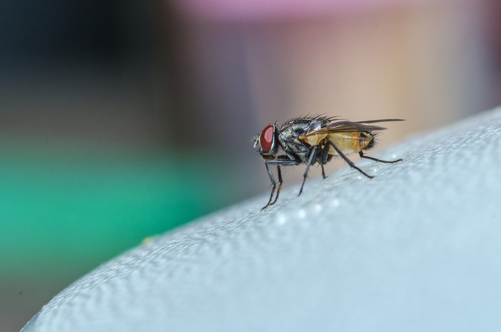 Common house fly on table