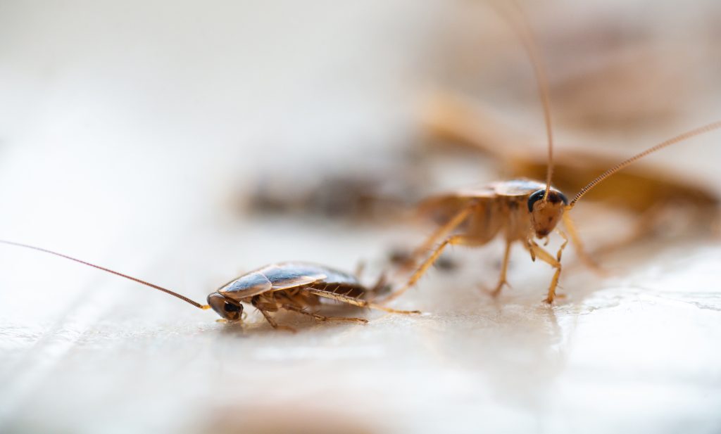 Cockroaches close up
