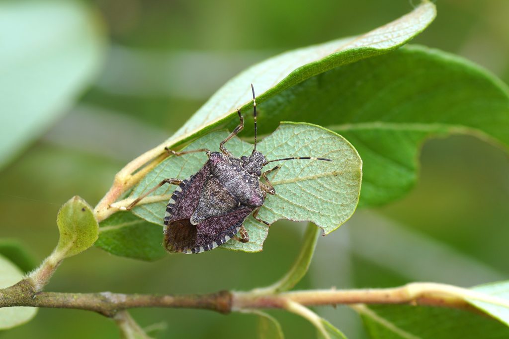 Brown marmorated stink bug, on leaves of a shrub.