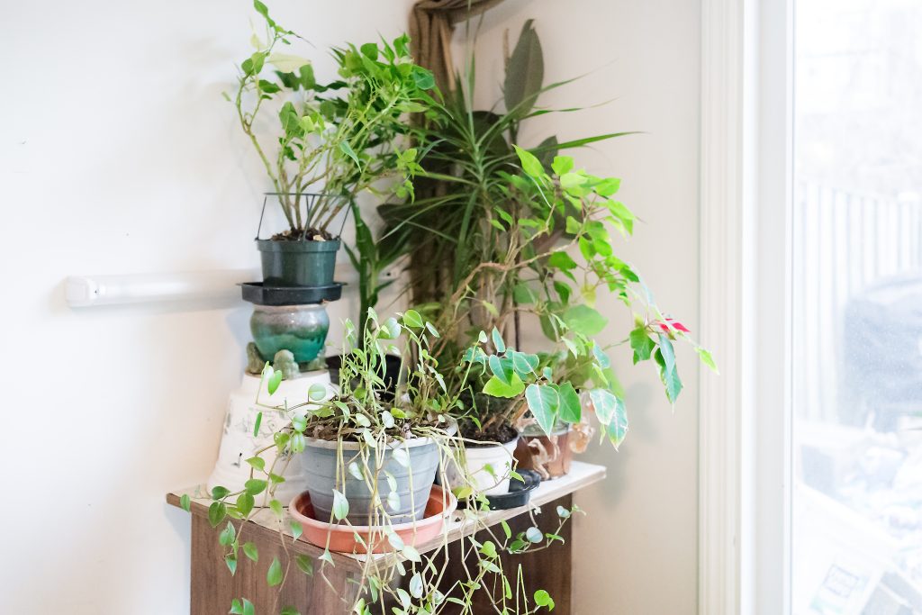 indoor garden plants sitting by window