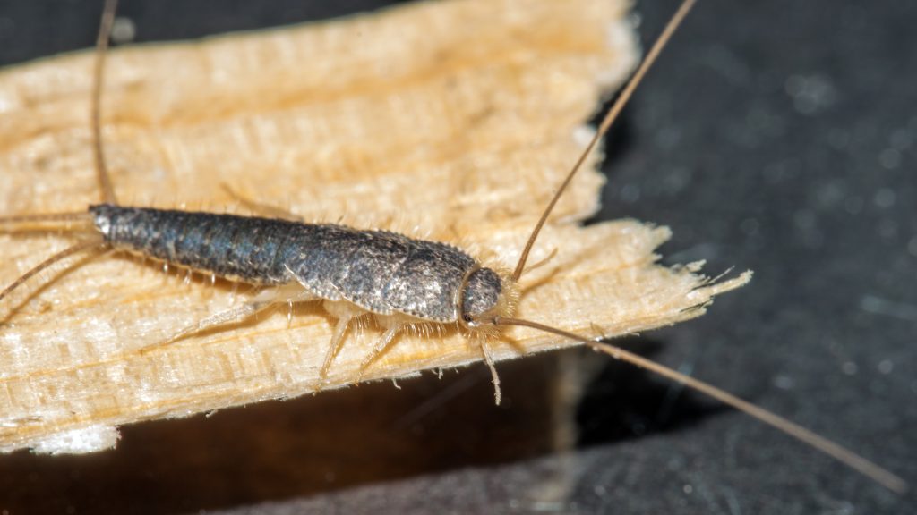 Closeup of long tailed silverfish