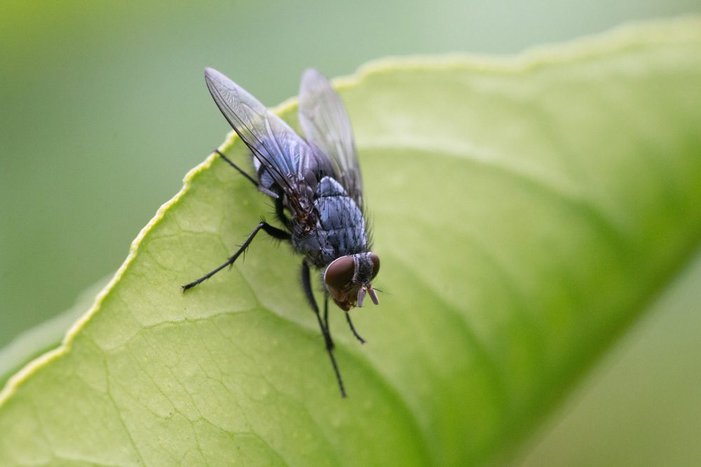 house fly on a plant
