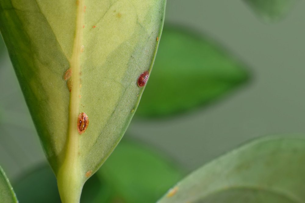 houseplant with bugs on it