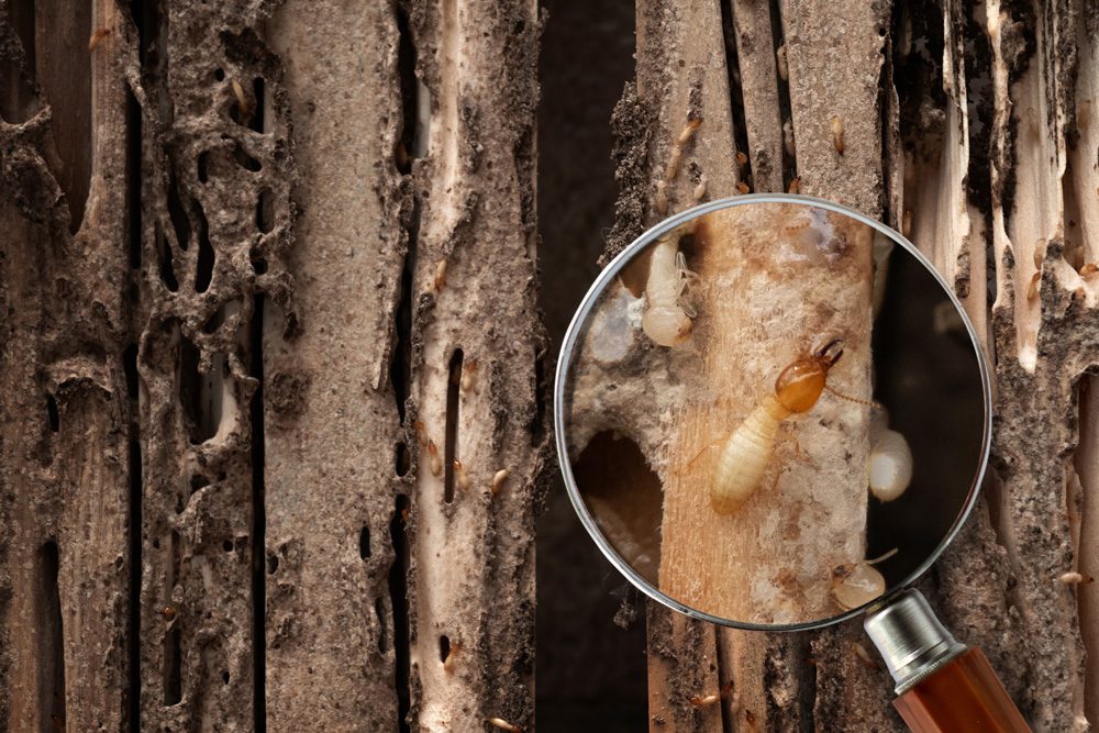 magnifying glass looking at a termite in wood