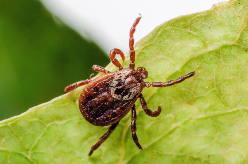 tick on a leaf